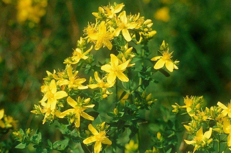 Зверобой - Луговые и полевые цветы