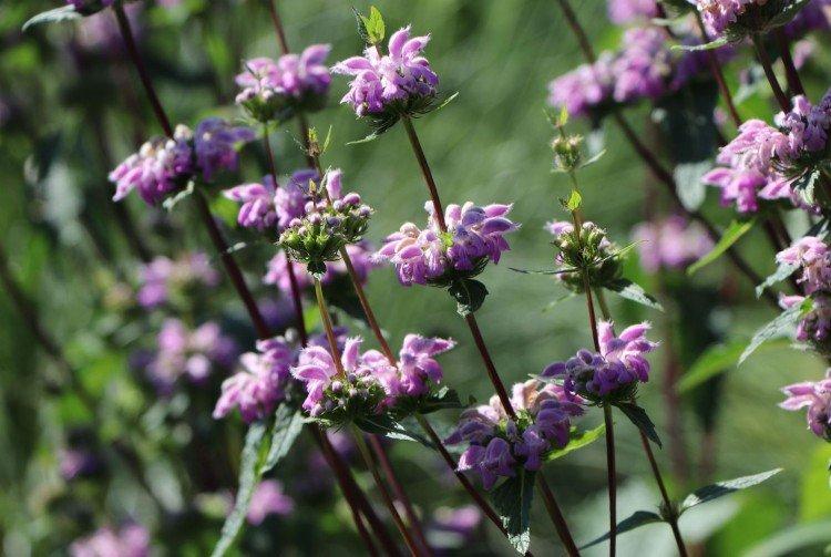 Зопник - Луговые и полевые цветы