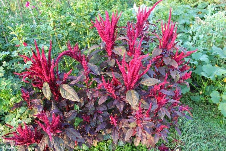 Амарант - Луговые и полевые цветы