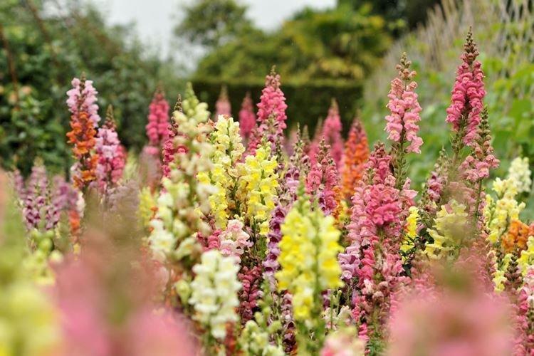 Высокорослые сорта - Виды львиного зева