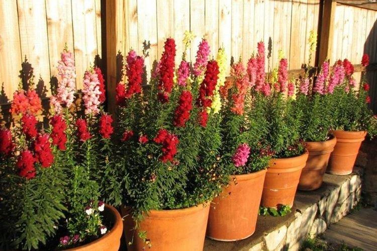 Температура - Уход за львиным зевом