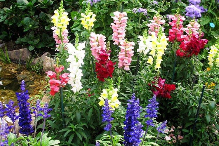 Львиный зев - фото