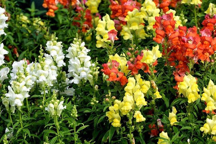 Львиный зев - фото