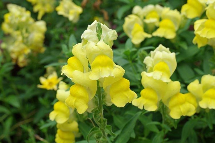 Львиный зев - фото