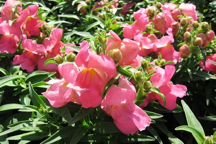 Львиный зев - фото