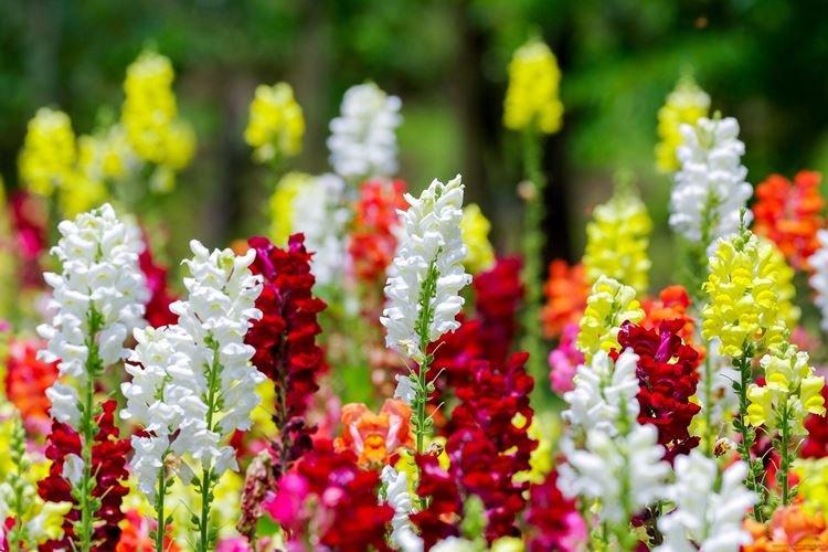 Львиный зев - фото