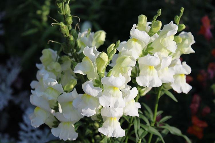 Львиный зев - фото