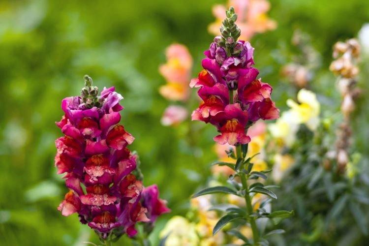 Львиный зев - фото