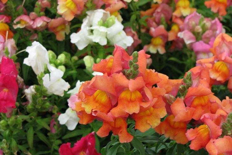 Львиный зев - фото