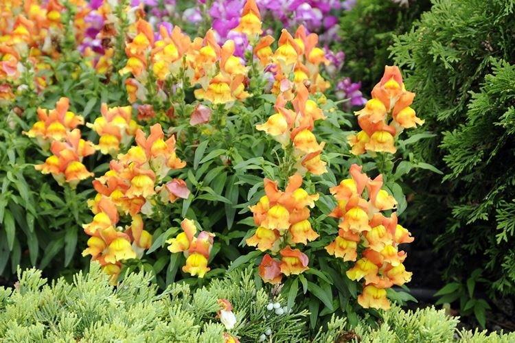 Львиный зев - фото