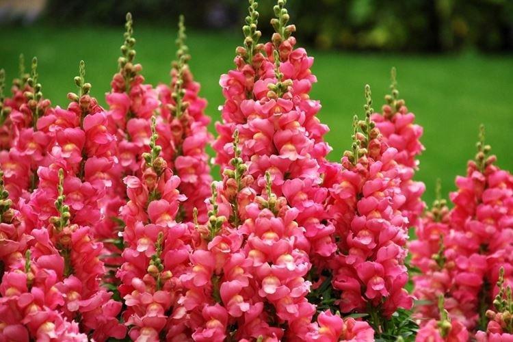 Львиный зев - фото