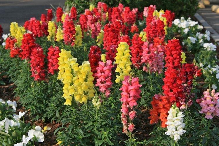 Львиный зев - фото