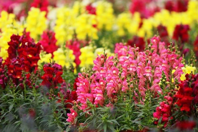 Львиный зев - фото