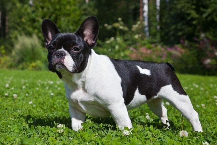 Французский бульдог - Маленькие породы собак для квартиры