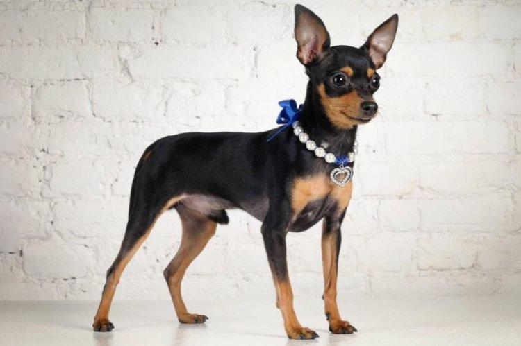 Пражский крысарик - Маленькие породы собак для квартиры