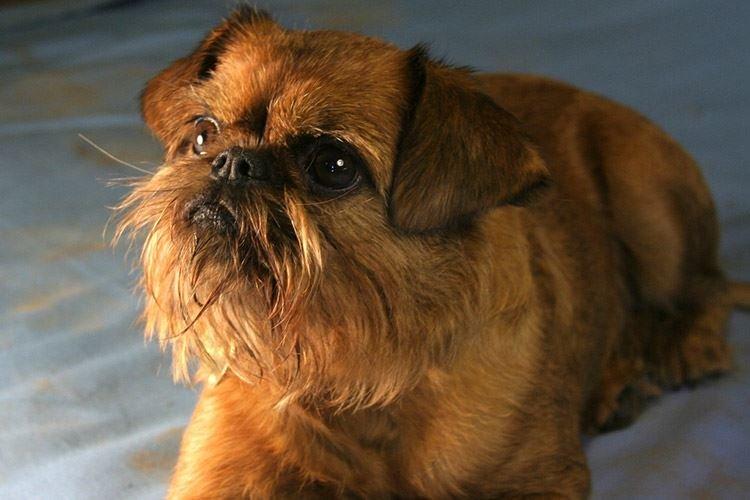 Брюссельский гриффон - Маленькие породы собак