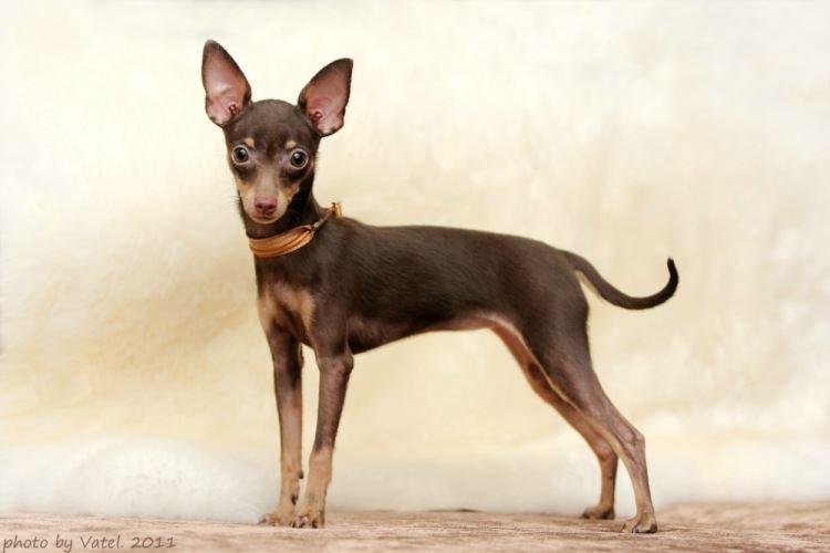 Пражский крысарик - Маленькие породы собак