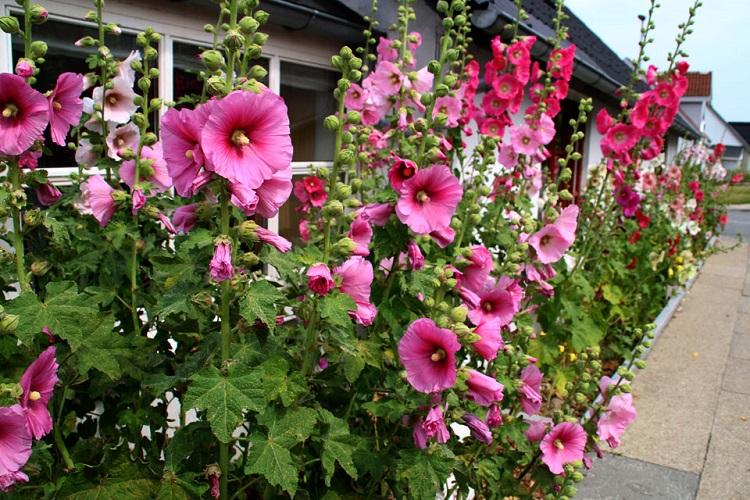 Общая характеристика - Мальва