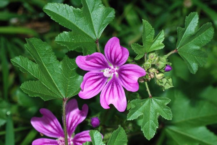 Мальва лесная - Виды мальвы