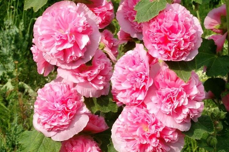 Мальва гибридная - Виды мальвы