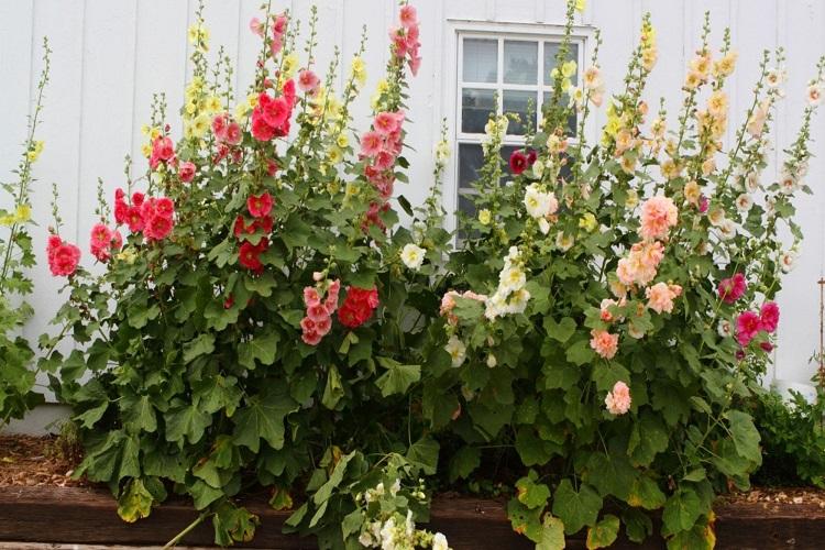 Рыхление - Уход за мальвой