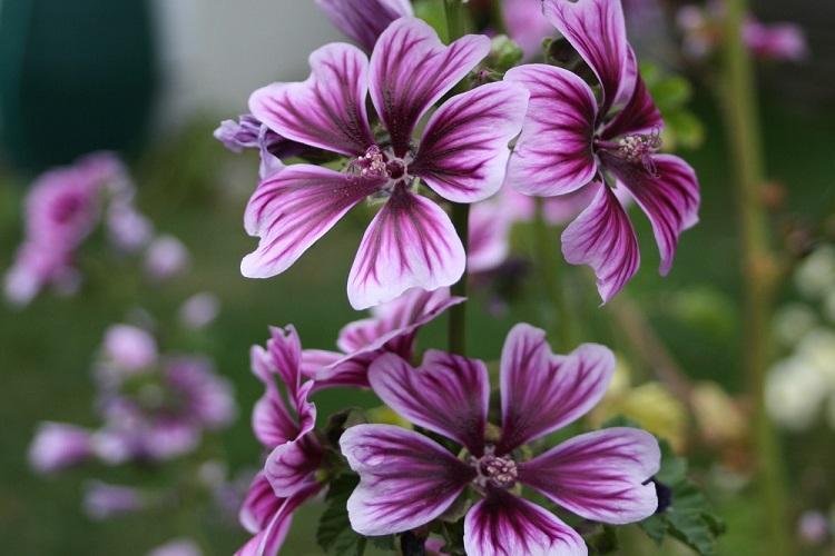 Подкормка - Уход за мальвой