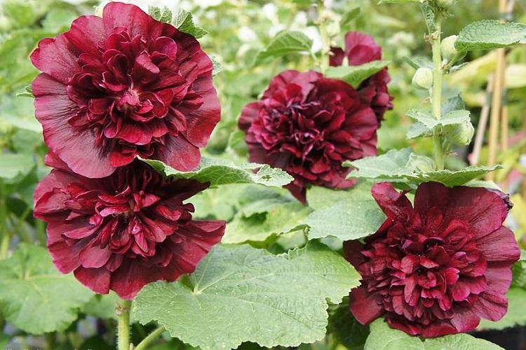 Семена - Размножение и посадка мальвы