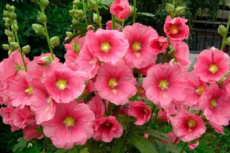 Мальва - фото