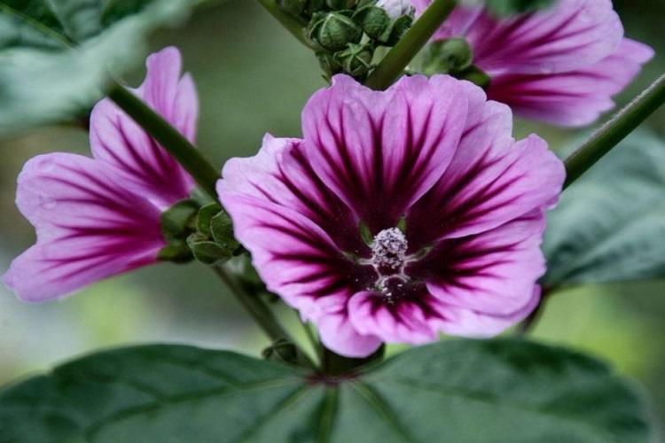 Мальва - фото