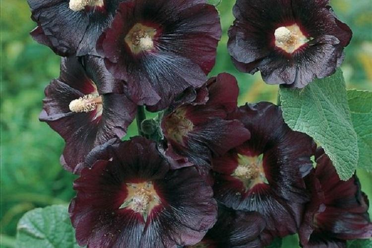 Мальва - фото