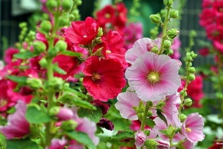 Мальва - фото