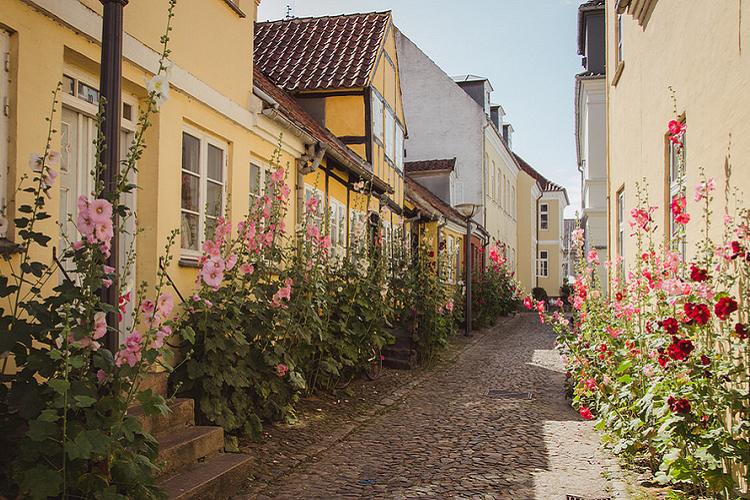 Мальва - фото