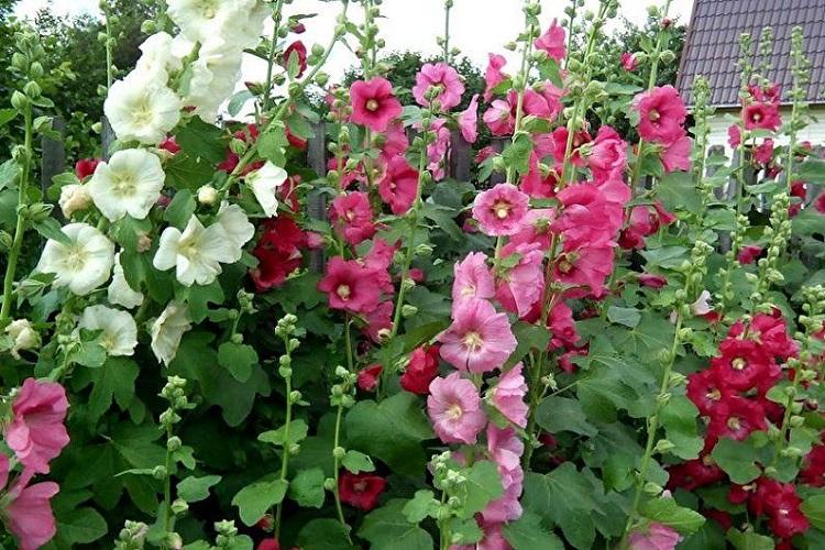 Мальва - фото