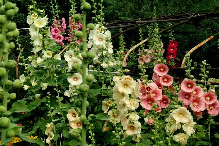 Мальва - фото