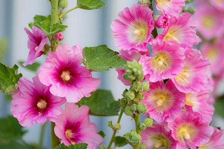 Мальва - фото