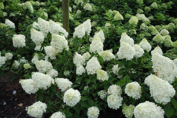 Общая информация - Метельчатая гортензия