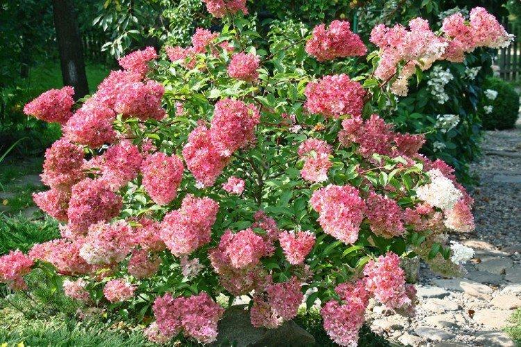 Гортензия метельчатая Мэджикал Файер