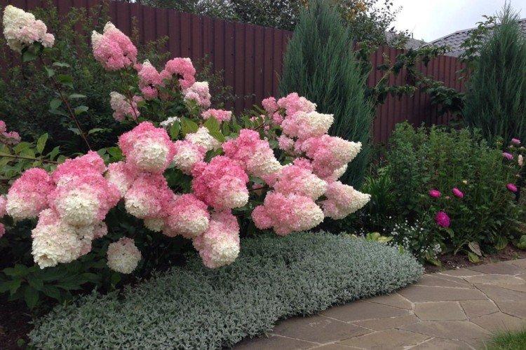 Температура - Уход за метельчатой гортензией