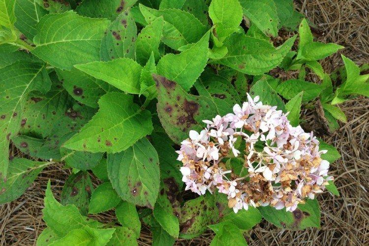 Борьба с вредителями и болезнями - Метельчатая гортензия