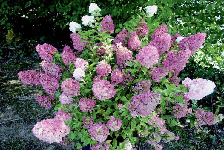Метельчатая гортензия - фото