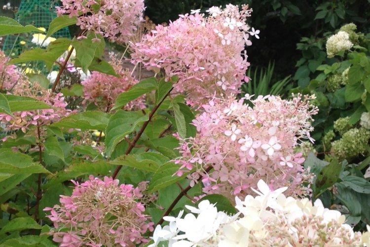 Метельчатая гортензия - фото