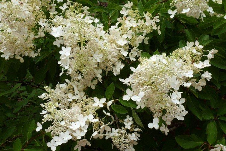 Брюссельс Лейс - Сорта метельчатой гортензии