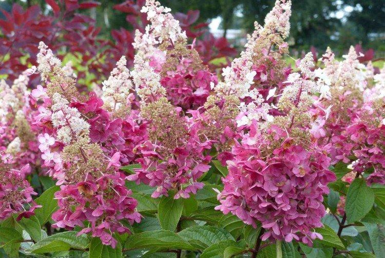 Пинки Винки - Сорта метельчатой гортензии