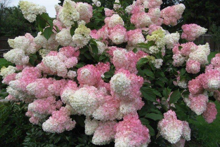 Ванилла Фрайз - Сорта метельчатой гортензии