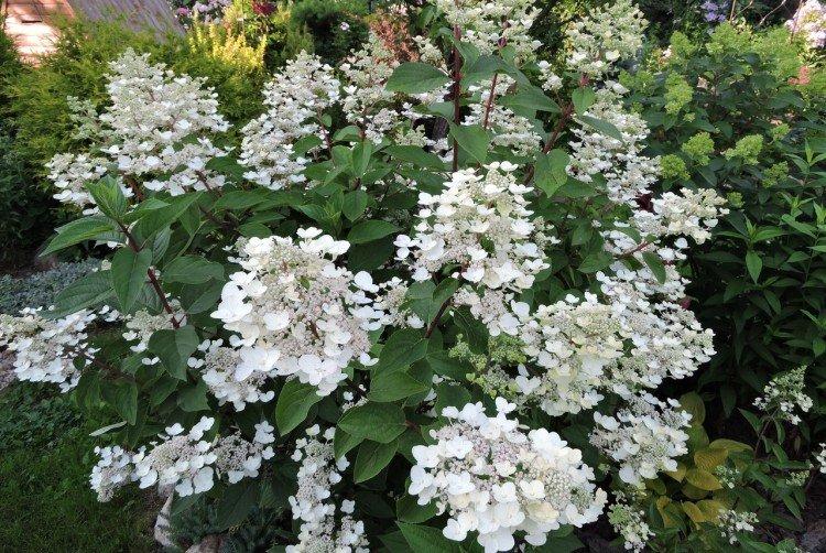 Дартс Литл Дот - Сорта метельчатой гортензии