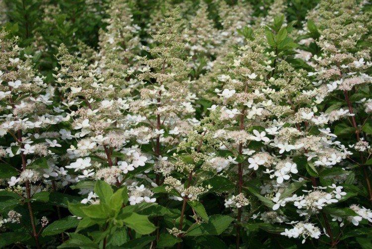 Тардива - Сорта метельчатой гортензии