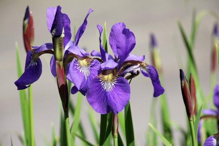 Ирисы - Многолетние цветы для дачи