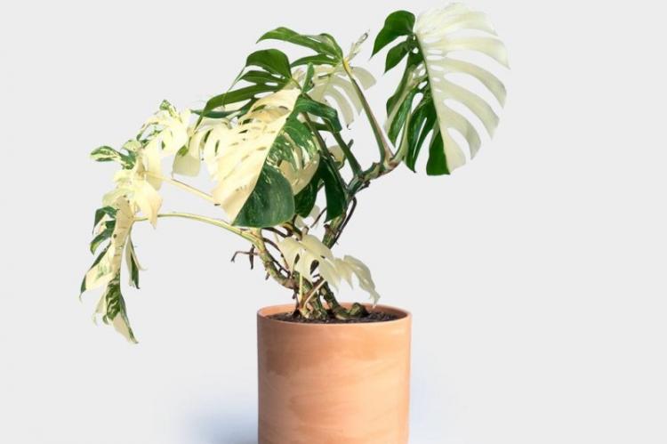 Монстера Борзига - Виды монстеры