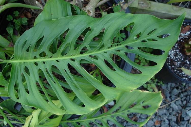 Монстера пробитая - Виды монстеры