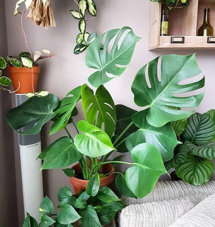 Температура - Уход за монстерой